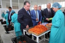 Leader of the Nation got acquainted with the activity of the enterprise on processing of fruits of  LLC «Mevai Qand»