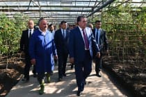 Leader of the Nation got familiarized with activities of SUE «Complex of permanent greenhouses» of Norak City of Khatlon Region