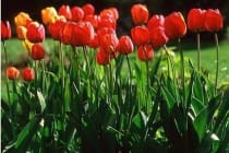 The final stage of the Tulip festival will be held in Dushanbe