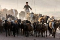 ADB to support improved food security and dairy industry in Tajikistan