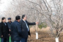 President Emomali Rahmon attended tree-planting campaign in Danghara district of Khatlon Province