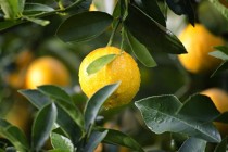 The Popularity of Tajik Lemons and Persimmonon in the World Market Increases