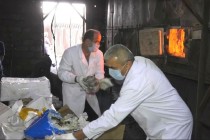 Over Half a Ton of Drugs Burned in Sughd Region