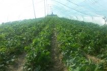 Over 393 Tons of Vegetables Produced in Sughd Region Since January 2020