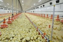 New Farm Promises to Deliver  2.9 Million Hens to the Local Market