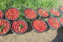 Strawberry Picking in Vakhsh Is at Its Hight