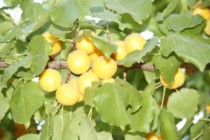 Asht District Is Preparing to Export Apricots