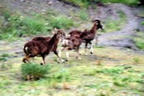 Over 20 European Mouflon Brought to Shahristan Mountains