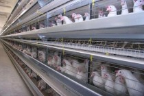 Khatlon’s Poultry Farming Increases Production Capacity