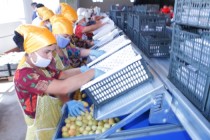 Gardeners of Asht District Exported 2720 Tons of Fresh Fruits