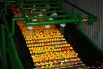 Drying and Preserving Fruits Enterprise Will Soon Operate in Jaihun District