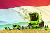Tajikistan Produced Nearly 800,000 Tons of Grain Over Last Nine Month