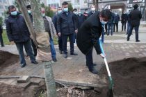 Dushanbe Chairman Rustam Emomali Officially Launches a Greening and Tree Planting Campaign