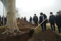 Dushanbe Chairman Gives New Impetus to Tree Planting Campaign