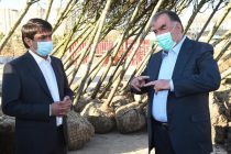 President Emomali Rahmon and Speaker of National Assembly Plants Trees in Istiqlol Square