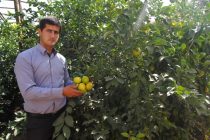 Jayhun District Plans to Increase Its Lemon Harvest