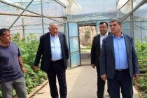 Deputy PM Ziyozoda Gets Acquainted with Agricultural Sector in Shahrinav District