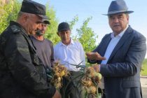 Deputy PM Ziyozoda Got Acquainted with the Agricultural Industry in Kulob