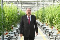 President Emomali Rahmon Opens MMK Agro Greenhouse in Bobojon Ghafurov