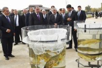 President Emomali Rahmon Visits Fish Farm in Shahritus