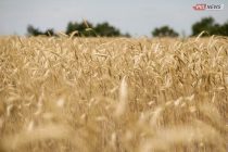 Tajikistan Harvests About a Million Tons of Grain