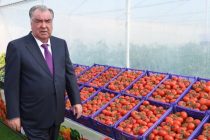 President Emomali Rahmon Gets Acquainted with Operation of Greenhouses of Muhsiddin «N» Production Cooperative in Bokhtar