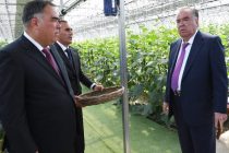 President Emomali Rahmon Gets Acquainted with Operations of Temurjon Modern Greenhouse Farming in Bobojon Gafurov
