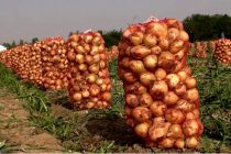 Farms of the Jayhun District Send 400 Tons of Early Onions to the Country’s Markets