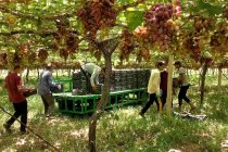 Tajikistan Intends to Export Grapes to China