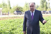 President Emomali Rahmon Becomes Acquainted with Growth of Potatoes in the State Institution Named After Saidahmad Karim in Khovaling District