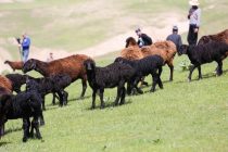 Second International Scientific and Practical Conference on the Improvement of the Hissor Breed of Sheep Will Be Held in Dushanbe