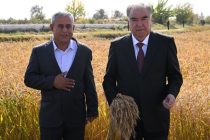 Leader of the Nation Visits to Boghi Nodir Horticultural Farm in Farkhor District