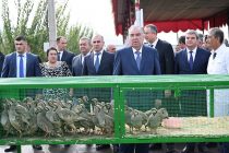 President Emomali Rahmon Familiarizes with the Growth of Export Black Plum, Pistachios Orchards and Display of Agricultural Products in Muminobod District