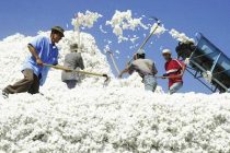 More Than 222,000 Tons of Cotton Harvested in Tajikistan