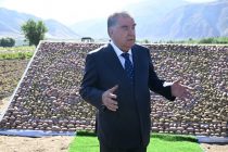 Leader of the Nation Emomali Rahmon inspecting potato harvesting progress in Lakhsh district