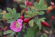 Tajikistan Exports More Than 1,000 Tons of Rose Hips in 2024