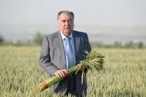 President Emomali Rahmon gets acquainted with progress in agriculture in Dangara district