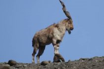 “Markhor – 2025” Festival Held in One of Tajikistan’s Most Scenic Locations