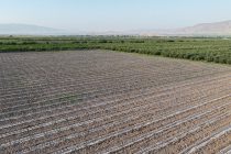 Spring Planting in Tajikistan Completed at 94% of Target