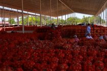 Sughd Region Expands Exports of Early-Harvest Onions to Russia and Kazakhstan