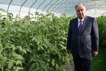 President Emomali Rahmon got acquainted with the greenhouse for growing vegetables in Rushon district