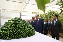 President Emomali Rahmon got acquainted with modern  greenhouse in Dushanbe