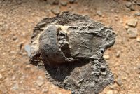 Rare 465-Million-Year-Old Fossils Discovered in Saudi Arabia