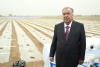 President Emomali Rahmon Launches Cotton Planting Campaign in Mastchoh District