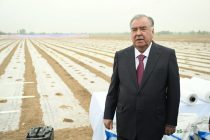 President Emomali Rahmon Launches Cotton Planting Campaign in Mastchoh District