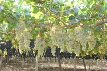 Tajikistan Expands Orchards and Vineyards Under 2025–2029 Agriculture Program