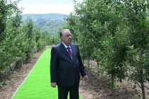 President Emomali Rahmon Visits Intensive Orchard in Khovaling
