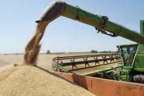 Tajik Farmers Harvest Nearly 589,000 Tons of Wheat by August 2026