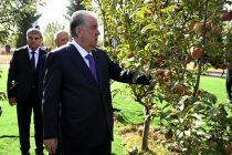 Leader of the Nation Emomali Rahmon Tours Modern Intensive Orchard and Agricultural Exhibition in Rasht